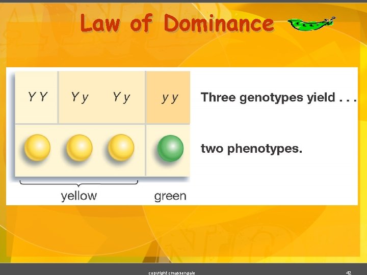 Law of Dominance copyright cmassengale 42 
