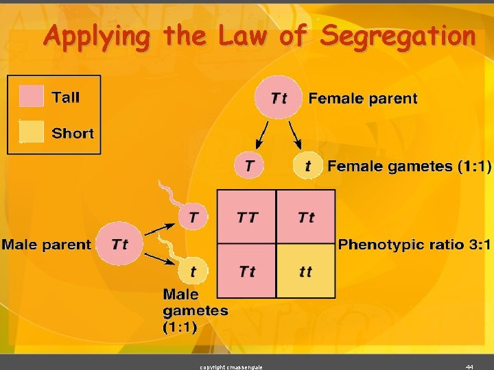 Applying the Law of Segregation copyright cmassengale 44 