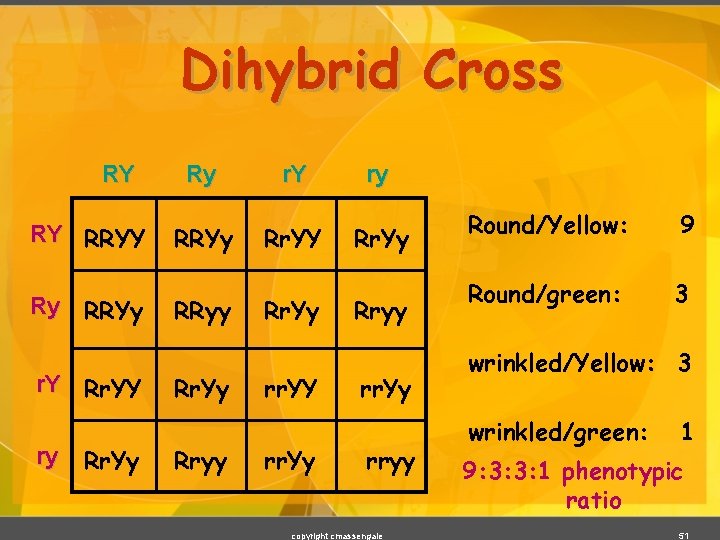 Dihybrid Cross RY RY RRYY Ry RRYy r. Y Rr. YY ry Rr. Yy