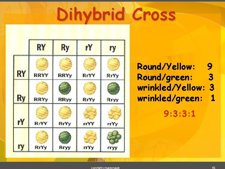 Dihybrid Cross Round/Yellow: 9 Round/green: 3 wrinkled/Yellow: 3 wrinkled/green: 1 9: 3: 3: 1