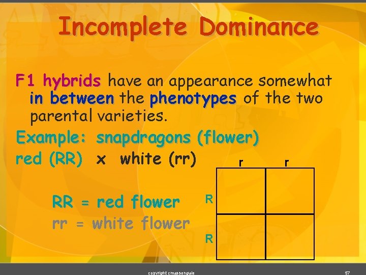 Incomplete Dominance F 1 hybrids have an appearance somewhat in between the phenotypes of