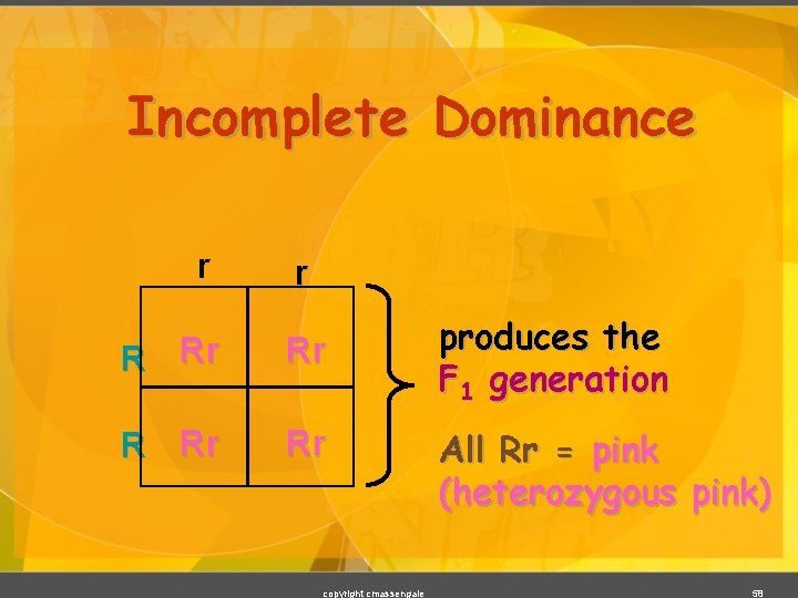 Incomplete Dominance r r R Rr Rr copyright cmassengale produces the F 1 generation