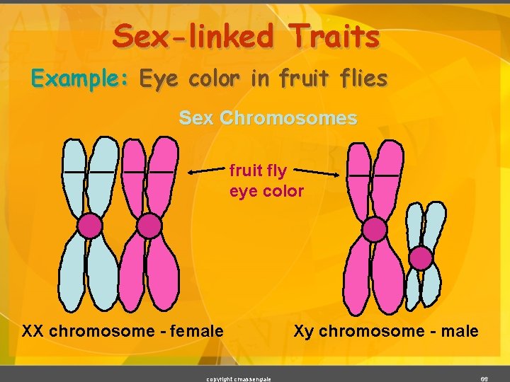 Sex-linked Traits Example: Eye color in fruit flies Sex Chromosomes fruit fly eye color