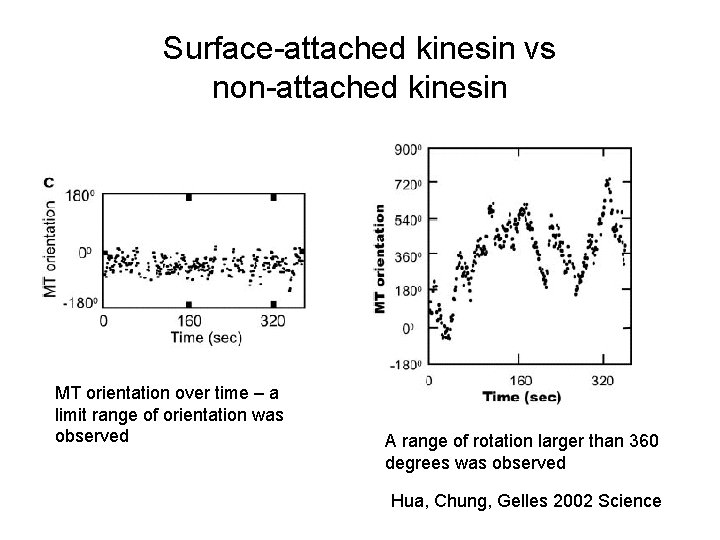 Surface-attached kinesin vs non-attached kinesin MT orientation over time – a limit range of