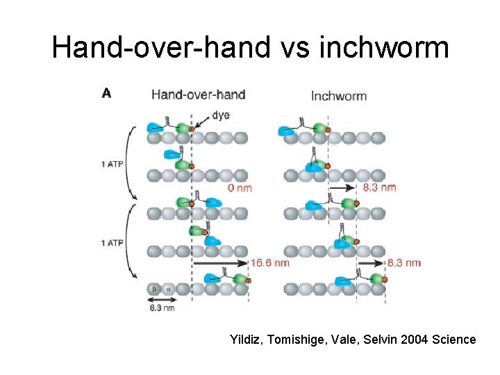 Hand-over-hand vs inchworm Yildiz, Tomishige, Vale, Selvin 2004 Science 