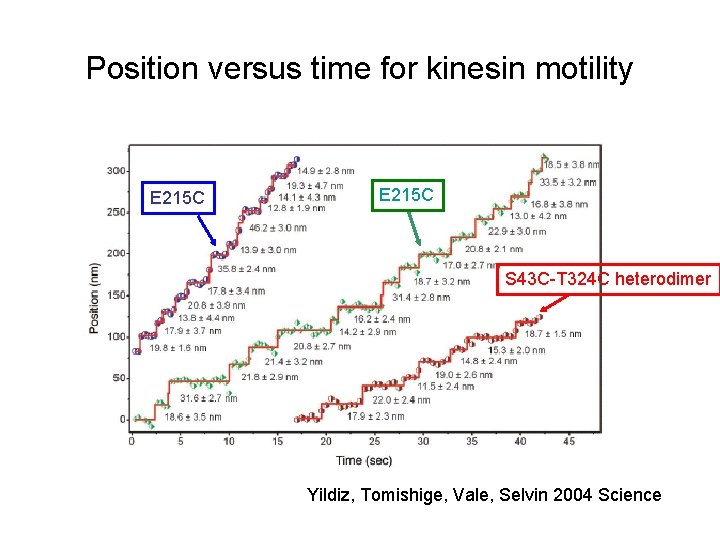 Position versus time for kinesin motility E 215 C S 43 C-T 324 C
