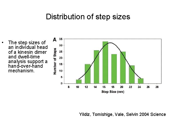 Distribution of step sizes • The step sizes of an individual head of a