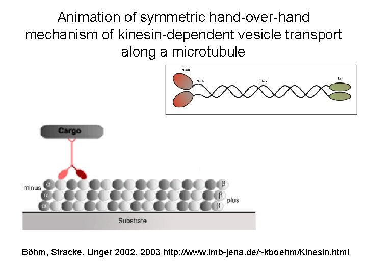 Animation of symmetric hand-over-hand mechanism of kinesin-dependent vesicle transport along a microtubule Böhm, Stracke,