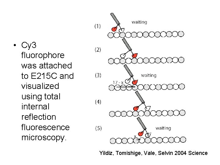  • Cy 3 fluorophore was attached to E 215 C and visualized using