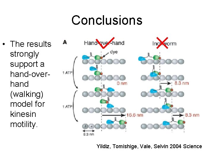 Conclusions • The results strongly support a hand-overhand (walking) model for kinesin motility. Yildiz,