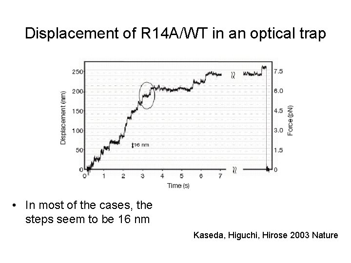 Displacement of R 14 A/WT in an optical trap • In most of the