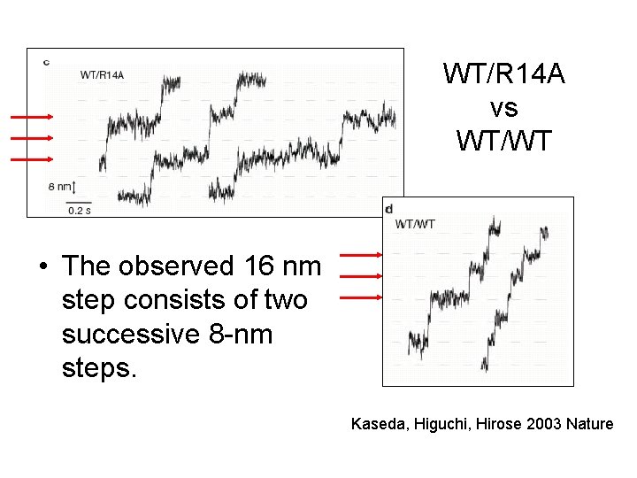 WT/R 14 A vs WT/WT • The observed 16 nm step consists of two