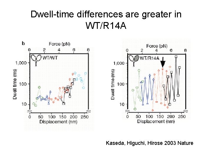 Dwell-time differences are greater in WT/R 14 A Kaseda, Higuchi, Hirose 2003 Nature 