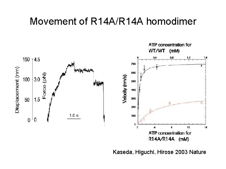 Movement of R 14 A/R 14 A homodimer Kaseda, Higuchi, Hirose 2003 Nature 