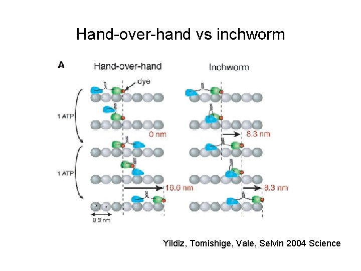 Hand-over-hand vs inchworm Yildiz, Tomishige, Vale, Selvin 2004 Science 