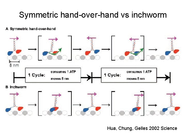 Symmetric hand-over-hand vs inchworm Hua, Chung, Gelles 2002 Science 
