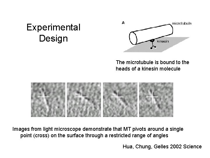 Experimental Design The microtubule is bound to the heads of a kinesin molecule Images
