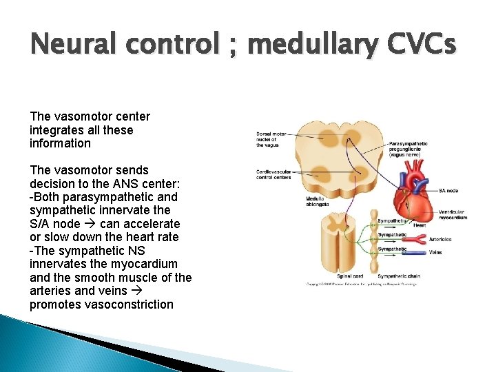 Neural control ; medullary CVCs The vasomotor center integrates all these information The vasomotor Neural control ; medullary CVCs The vasomotor center integrates all these information The vasomotor