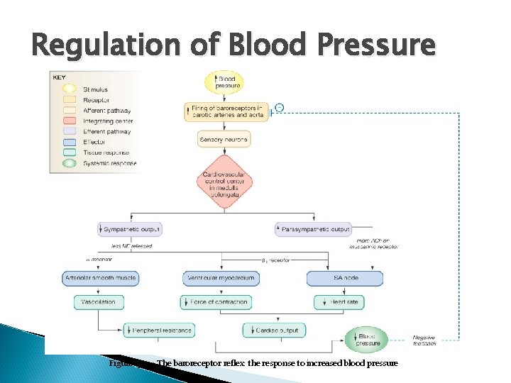 Regulation of Blood Pressure Figure 15 -22: The baroreceptor reflex: the response to increased Regulation of Blood Pressure Figure 15 -22: The baroreceptor reflex: the response to increased