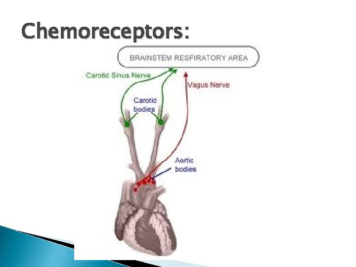 Chemoreceptors: Chemoreceptors: