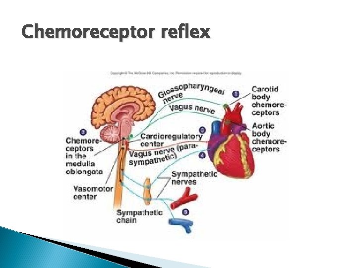 Chemoreceptor reflex Chemoreceptor reflex