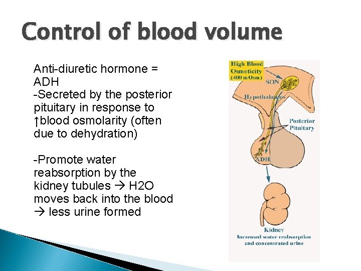 Control of blood volume Anti-diuretic hormone = ADH -Secreted by the posterior pituitary in Control of blood volume Anti-diuretic hormone = ADH -Secreted by the posterior pituitary in