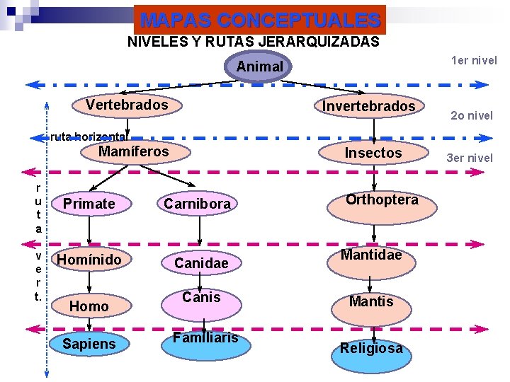 MAPAS CONCEPTUALES NIVELES Y RUTAS JERARQUIZADAS 1 er nivel Animal Vertebrados Invertebrados 2 o