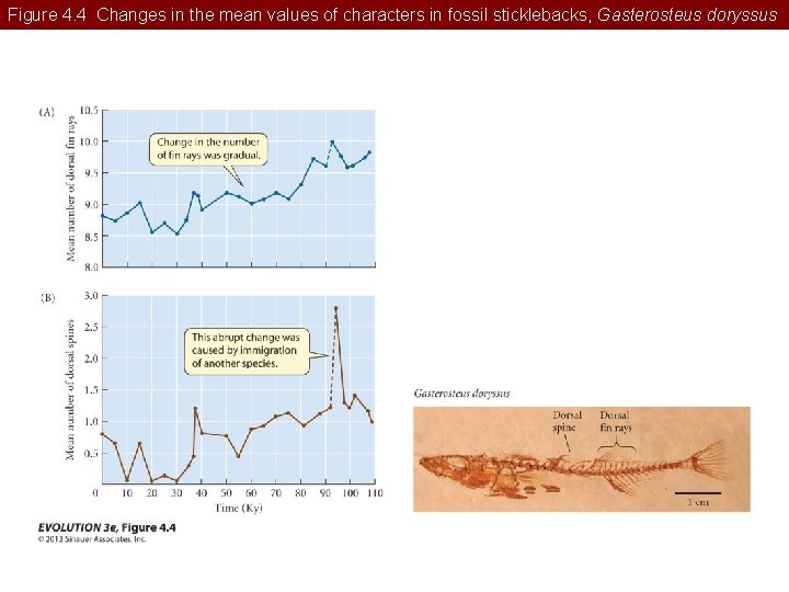 Figure 4. 4 Changes in the mean values of characters in fossil sticklebacks, Gasterosteus