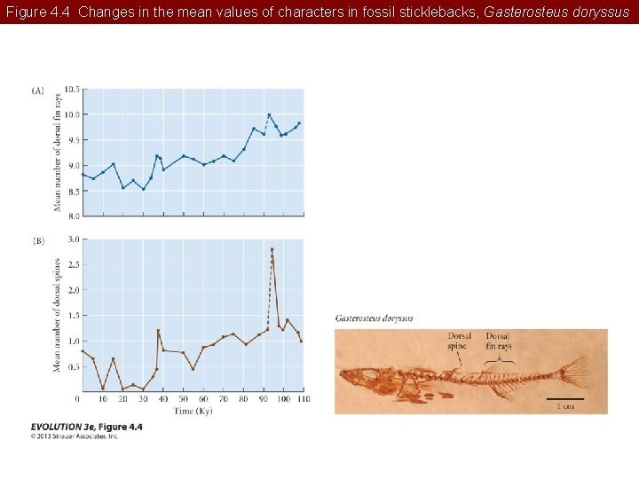 Figure 4. 4 Changes in the mean values of characters in fossil sticklebacks, Gasterosteus