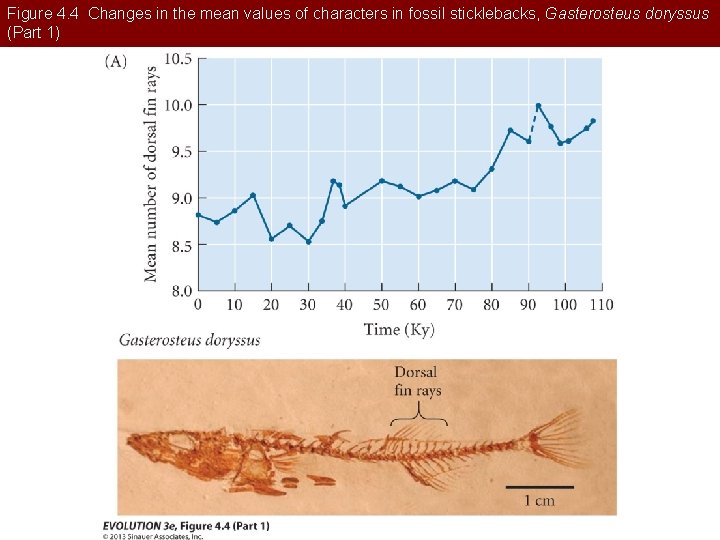 Figure 4. 4 Changes in the mean values of characters in fossil sticklebacks, Gasterosteus