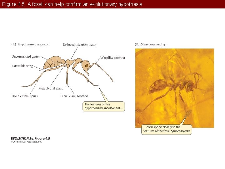 Figure 4. 5 A fossil can help confirm an evolutionary hypothesis 