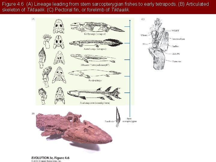 Figure 4. 6 (A) Lineage leading from stem sarcopterygian fishes to early tetrapods. (B)