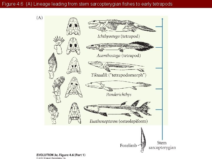 Figure 4. 6 (A) Lineage leading from stem sarcopterygian fishes to early tetrapods 