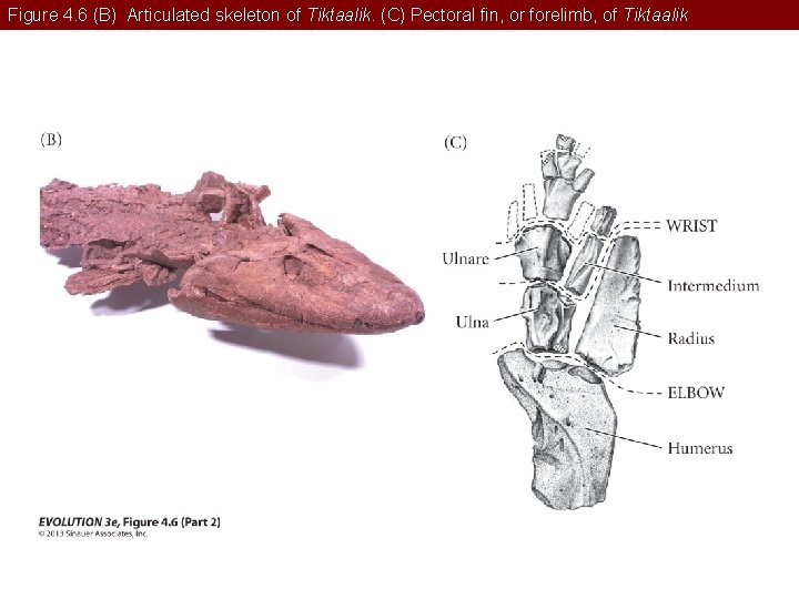 Figure 4. 6 (B) Articulated skeleton of Tiktaalik. (C) Pectoral fin, or forelimb, of