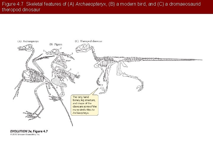 Figure 4. 7 Skeletal features of (A) Archaeopteryx, (B) a modern bird, and (C)