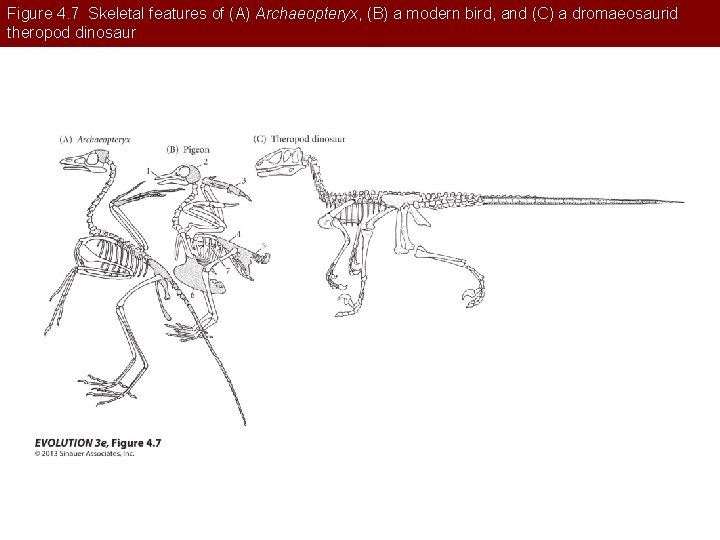 Figure 4. 7 Skeletal features of (A) Archaeopteryx, (B) a modern bird, and (C)