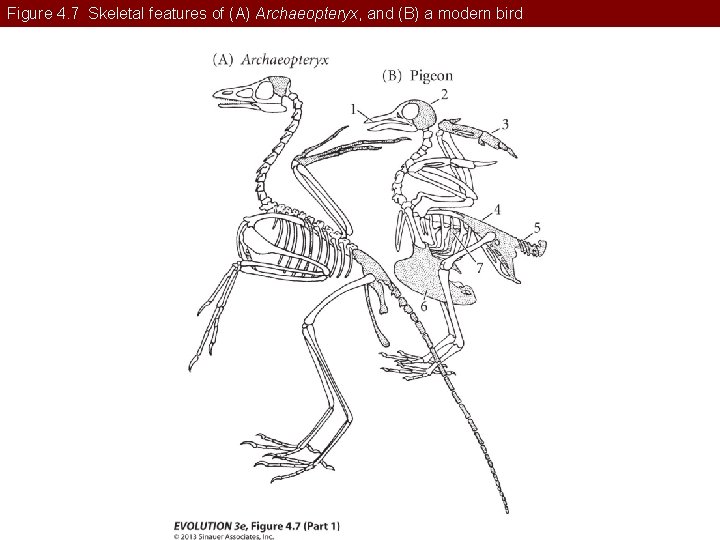 Figure 4. 7 Skeletal features of (A) Archaeopteryx, and (B) a modern bird 