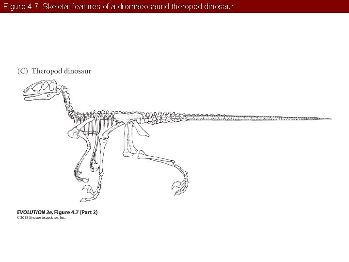 Figure 4. 7 Skeletal features of a dromaeosaurid theropod dinosaur 