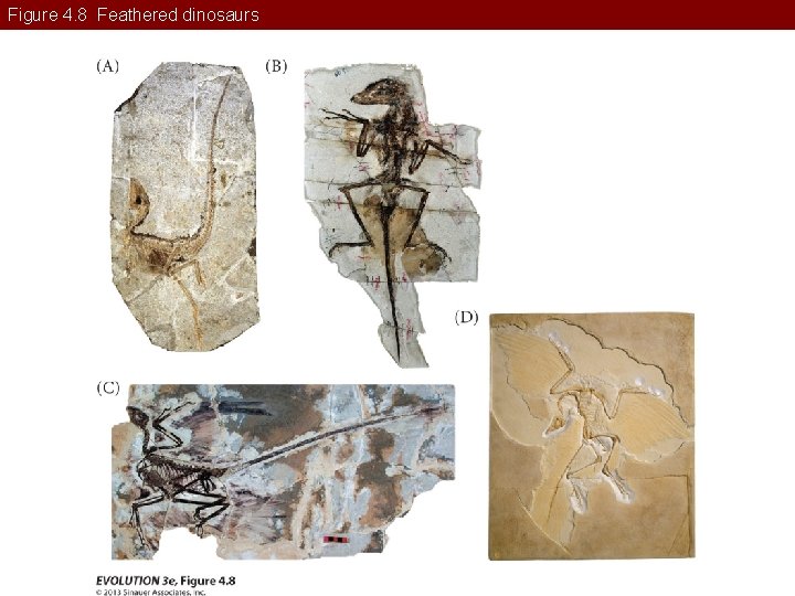 Figure 4. 8 Feathered dinosaurs 