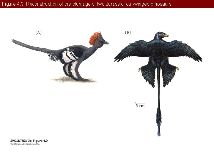 Figure 4. 9 Reconstruction of the plumage of two Jurassic four-winged dinosaurs 