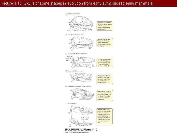 Figure 4. 10 Skulls of some stages in evolution from early synapsids to early