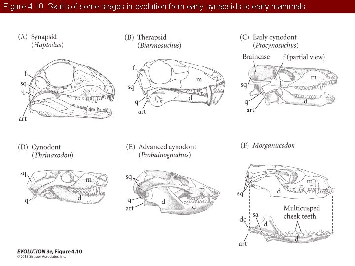 Figure 4. 10 Skulls of some stages in evolution from early synapsids to early