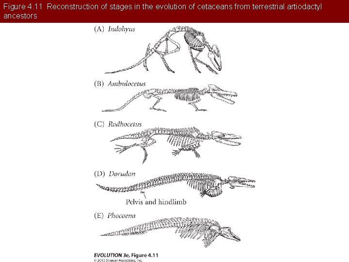 Figure 4. 11 Reconstruction of stages in the evolution of cetaceans from terrestrial artiodactyl