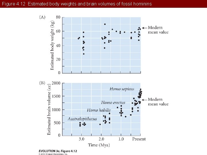 Figure 4. 12 Estimated body weights and brain volumes of fossil hominins 