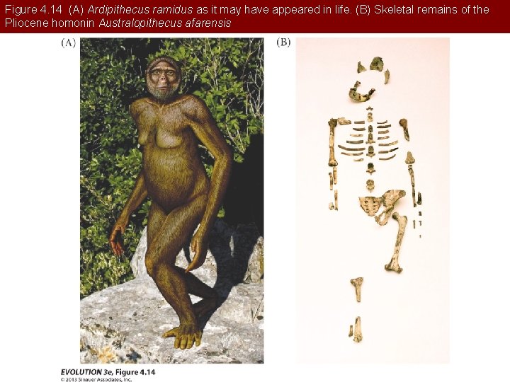 Figure 4. 14 (A) Ardipithecus ramidus as it may have appeared in life. (B)