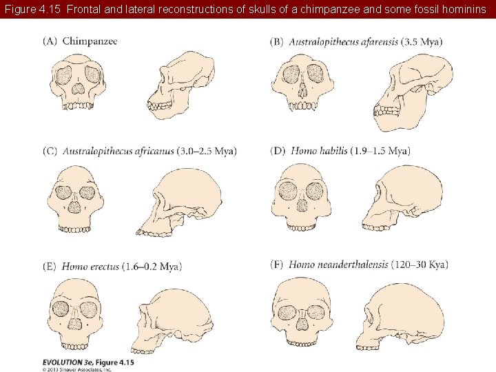 Figure 4. 15 Frontal and lateral reconstructions of skulls of a chimpanzee and some