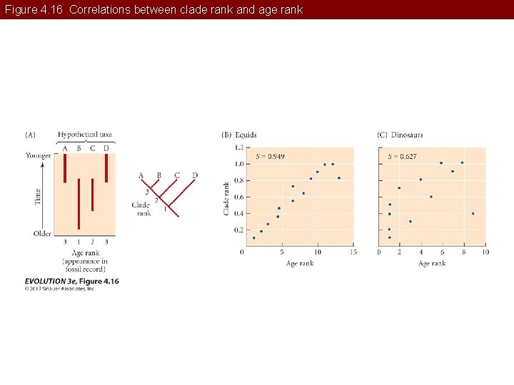 Figure 4. 16 Correlations between clade rank and age rank 