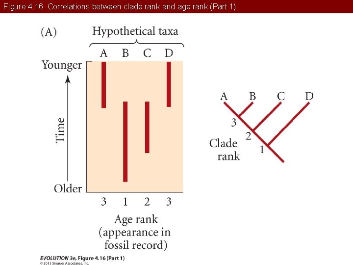 Figure 4. 16 Correlations between clade rank and age rank (Part 1) 