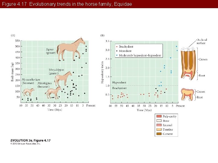 Figure 4. 17 Evolutionary trends in the horse family, Equidae 