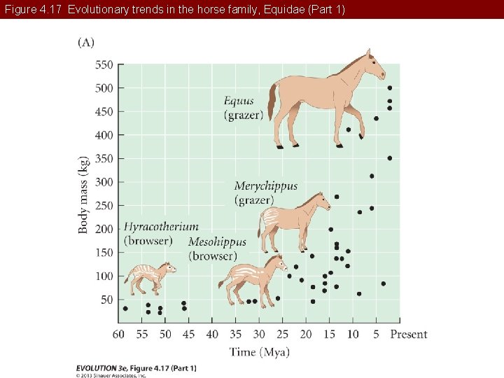 Figure 4. 17 Evolutionary trends in the horse family, Equidae (Part 1) 